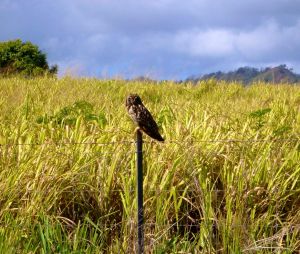 Hawaiian Owl
