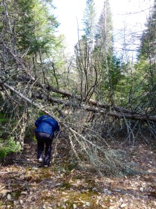 weaving under a blowdown