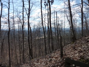 the view from the table