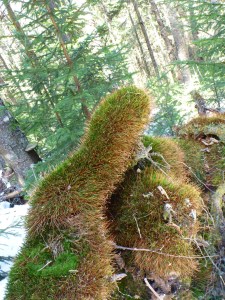 reminded me of something from the Muppet show