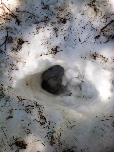 Moose  print postholing