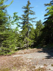 the forest landscape