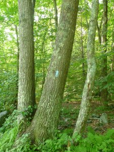 the first blue blaze