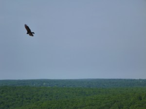 Turkey Vulture Soars
