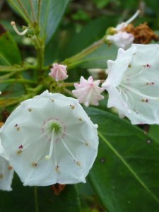 Mountain Laurel