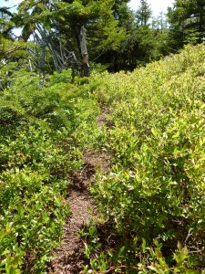 Blueberry bushes galore