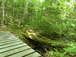 New Bridge vs. Old Bridge