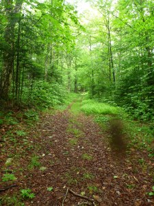 Yup a bug on the lens