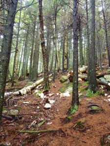 victor head cliff 056