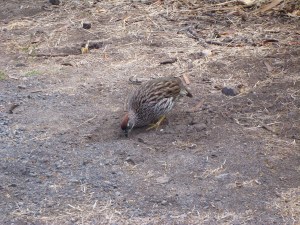 our official greeter to welcome us to the trail