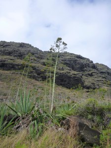 Giant stalks of asparagus? 