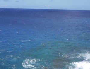 can you see the monk seal?