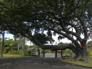 P1230994