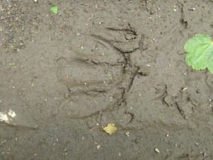 Moose tracks