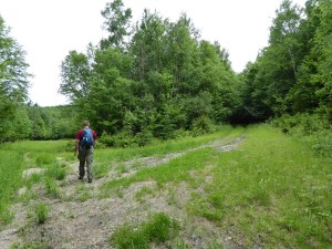 Moran Meadow to the left, trail to the right