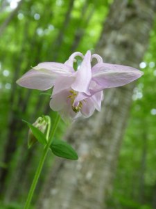 Columbine Flower