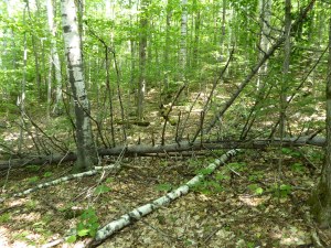 Mother Nature's torture tools she uses on hikers