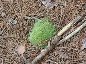 Moss Balls dotted the upper portion of the trail.
