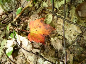 Is mother nature telling us fall is approaching?
