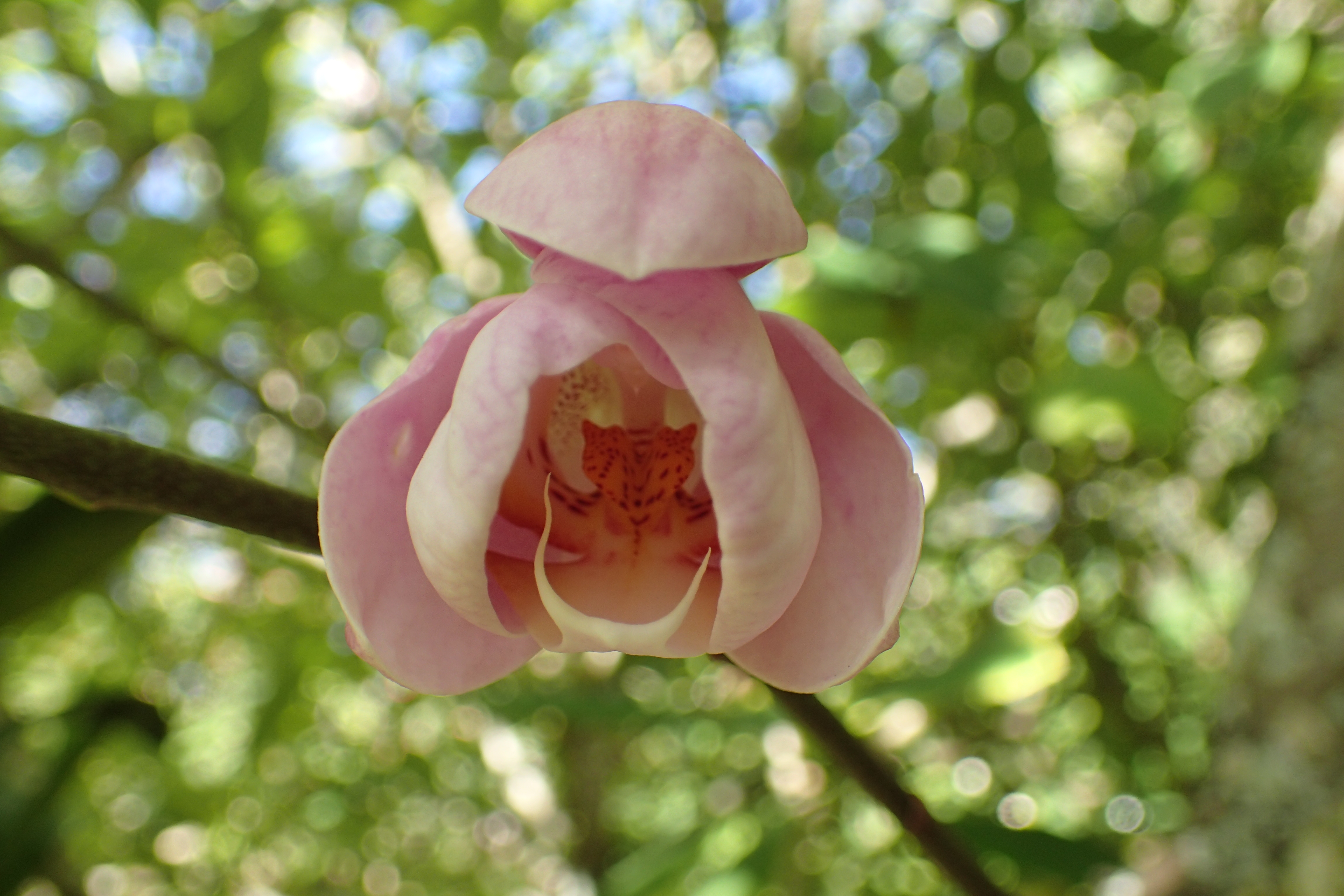 OLYMPUS DIGITAL CAMERA